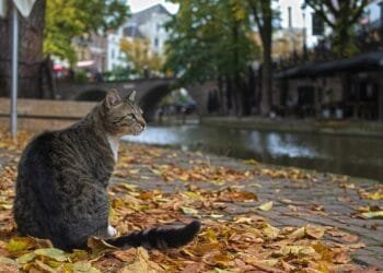 Eight kittens die of bird flu, pet owners warned to be alert