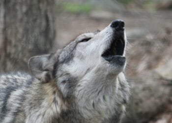 Gelderland extends its licence to shoot its “problem wolf”