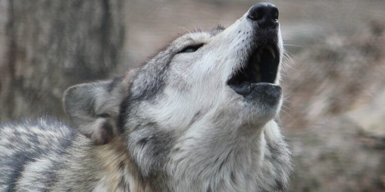 Gelderland extends its licence to shoot its “problem wolf”