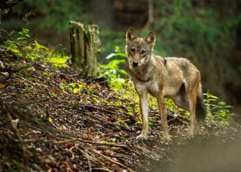 Wolf is shot dead in Utrecht but is the the “right” one?