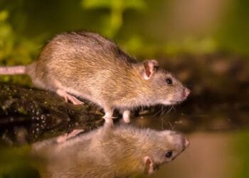 Passengers stranded in Caribbean after rat spotted on KLM plane