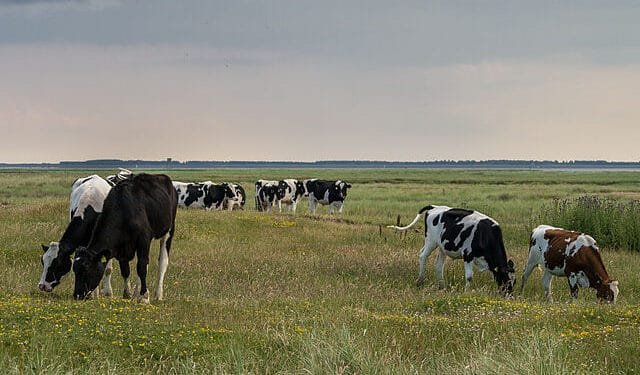Brussels stops Dutch farmers spreading more manure than allowed