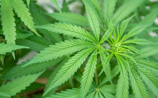 Joint research: Wageningen team resurrect ancestral cannabis