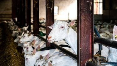 omwonenden geitenstal krijgen vaker longontsteking