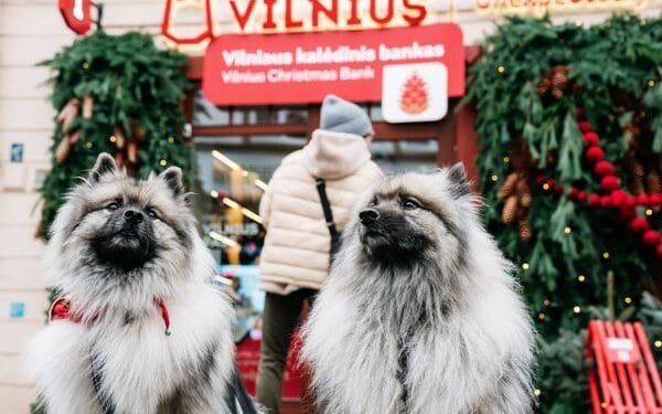 Metro bezoekt Vilnius, de kersthoofdstad van het jaar