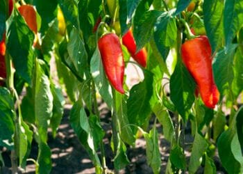 Bell peppers top list for pesticide residues on vegetables