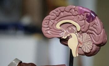 op deze leeftijden ontwikkelen je hersenen zich het meest (32 is cruciaal)