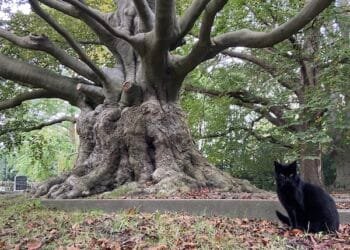 Enschede crematorium tests cleaner hydrogen-powered ovens