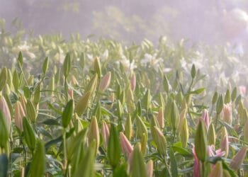 Locals win right to know which pesticides are used near them