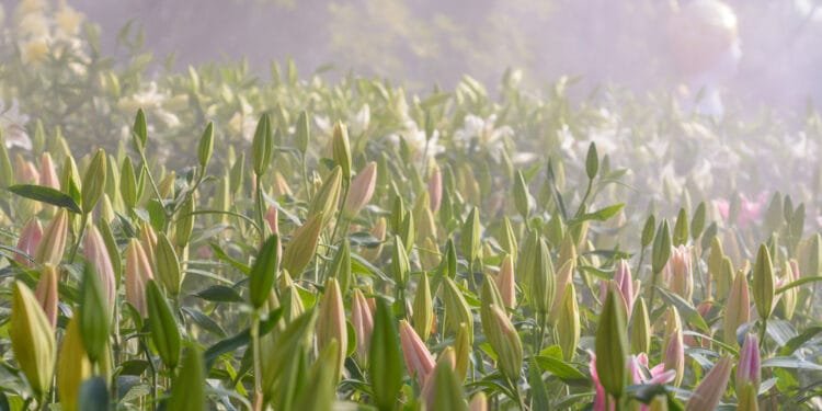 Locals win right to know which pesticides are used near them