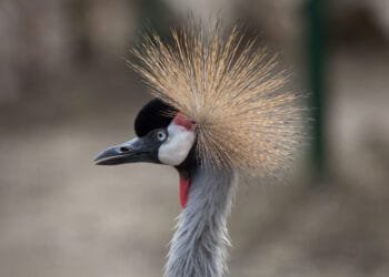 Crowned crane that mourned its mate is taken to bird refuge