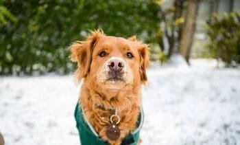In de sneeuw gewandeld? Spoel de pootjes van je hond altijd af