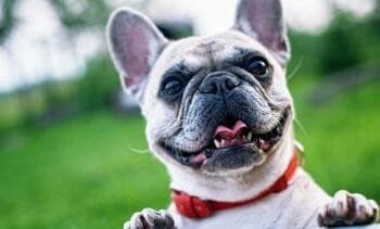 Verdriet om je huisdier is net zo heftig als om een familielid