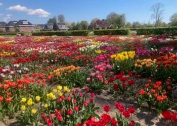 Greener greenery? Amsterdam decides to ditch pesticides