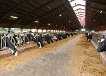 DSM-Firmenich sells its animal feed arm to private equity’s CVC