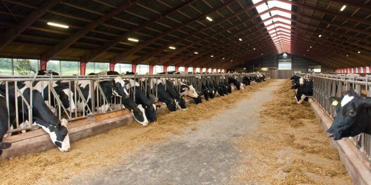 DSM-Firmenich sells its animal feed arm to private equity’s CVC