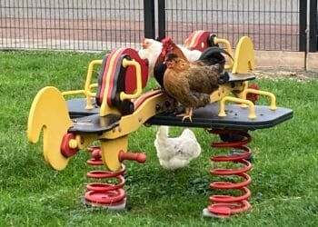 Dutch government is doing its job on PFAS control, court rules