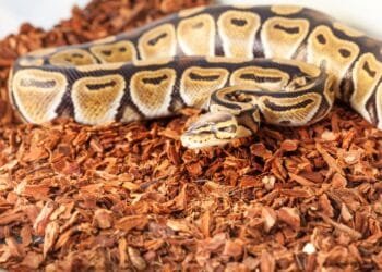 Man with 60 snakes in his attic faces eviction from his home