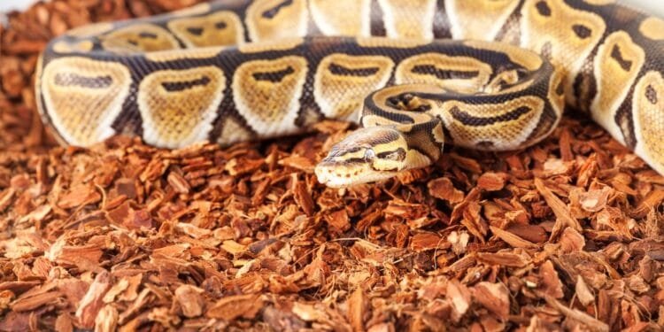 Man with 60 snakes in his attic faces eviction from his home