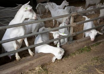 New housing still built near goat farms despite health risks