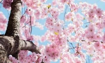 Heerlijk weer op komst, wat is in Nederland ‘een normale lente’?