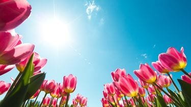 Het koude weer maakt deze week plaats voor lenteweer