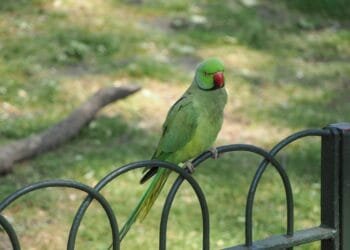 Pesky parakeets are delaying work on Binnenhof even more