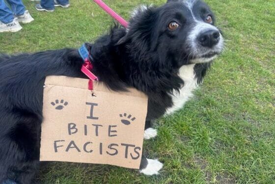 Americans turn out for “No Tyrants” protest in Amsterdam