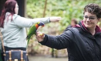 Onderzoek naar mogelijke vogelgriep in Wildlands Emmen