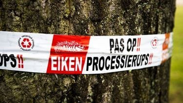 eerste rupsen gezien in Hengelo