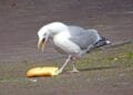 Don’t feed the birds: Vlissingen tackles seagull nuisance