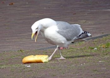 Don’t feed the birds: Vlissingen tackles seagull nuisance