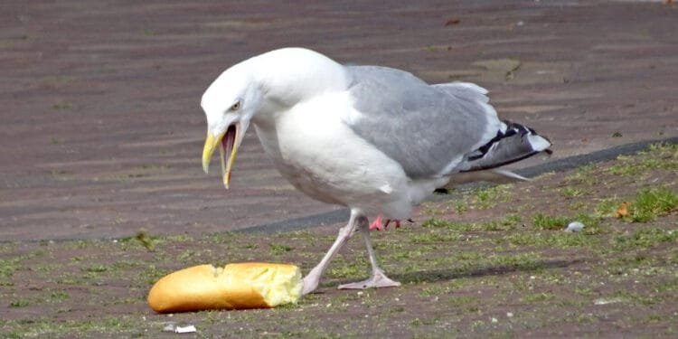 Don’t feed the birds: Vlissingen tackles seagull nuisance
