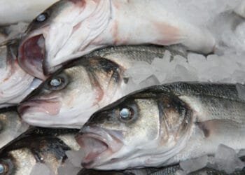 Two out of three fishmongers don’t comply with food safety rules