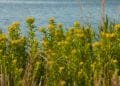 Groningen tries to tackle common ragwort – by electrocuting it