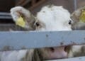 Dutch farms breaking pledge to stop Irish calf imports: NOS