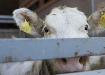 Dutch farms breaking pledge to stop Irish calf imports: NOS