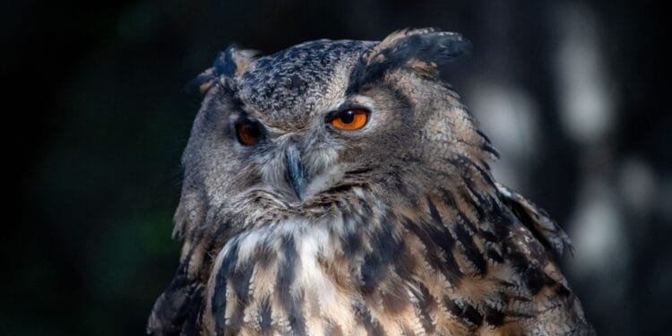 Hooting around in Maastricht: eagle owl caught with two mates