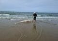 Rare Risso’s dolphin washes up in Zeeland, first since 1970