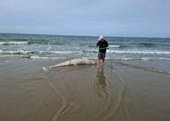 Rare Risso’s dolphin washes up in Zeeland, first since 1970