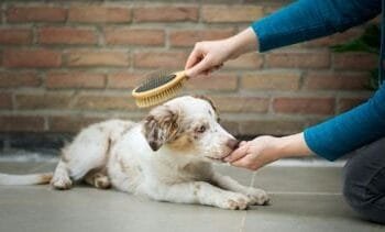 Waarom je uitgeborstelde hondenharen nooit in je tuin moet gooien