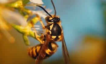 horror-wespenseizoen op komst, zo bereid je je voor