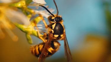 horror-wespenseizoen op komst, zo bereid je je voor