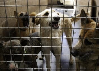 Vet alarm calls over neglected pets in NL triple in three years