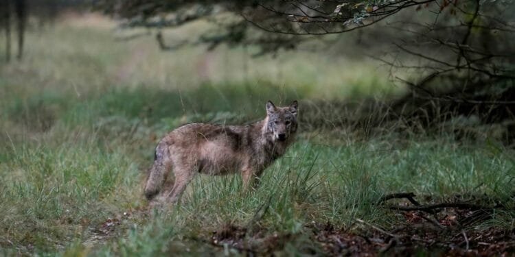 Als laatste provincie is ook in Zuid-Holland een wolf gezien