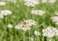 Half of Dutch listed species under threat, data shows