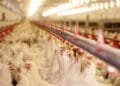 Bird flu hits poultry farm in Biddinghuizen after lull in cases