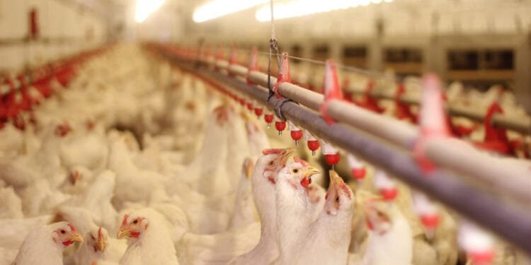 Bird flu hits poultry farm in Biddinghuizen after lull in cases