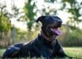 Gijs (43) in Burenruzies: ‘De buurman laat zijn onopgevoede hond expres los op het speelveldje van de kinderen’