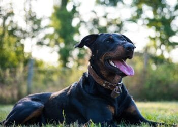 Gijs (43) in Burenruzies: ‘De buurman laat zijn onopgevoede hond expres los op het speelveldje van de kinderen’